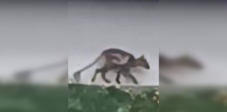 Была ли Чупакабра: ученые объяснили, кого поймали в объектив на Ивано-Франковщине