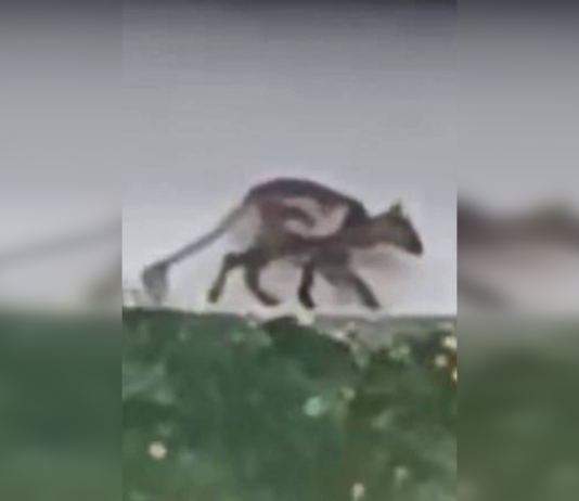 Была ли Чупакабра: ученые объяснили, кого поймали в объектив на Ивано-Франковщине