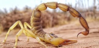 Смертоносное жало и клешни скорпионов содержат секретное оружие: выяснилось, зачем (фото)