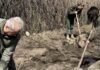 В парке имени Тараса Шевченка в Одессе появились особые дубы с историей, – ФОТО