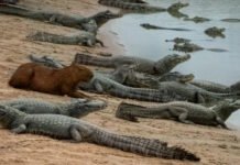 Самые дружелюбные животные в мире: почему капибары не становятся добычей крокодилов (видео)