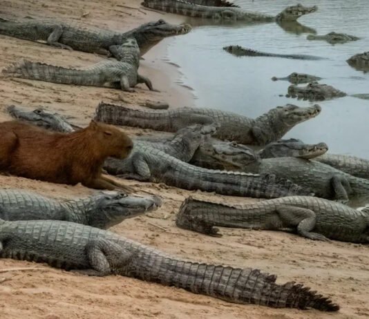 Самые дружелюбные животные в мире: почему капибары не становятся добычей крокодилов (видео)