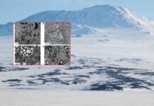 В Антарктиде обнаружена «Вещь» возрастом 68 млн лет: кто оставил это загадочное яйцо (фото)