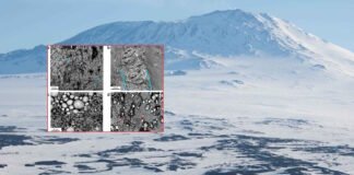 В Антарктиде обнаружена «Вещь» возрастом 68 млн лет: кто оставил это загадочное яйцо (фото)