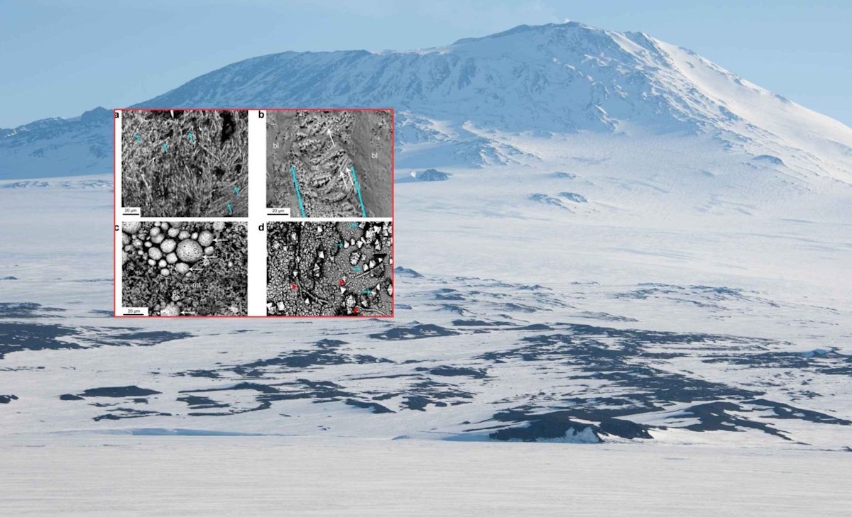 В Антарктиде обнаружена «Вещь» возрастом 68 млн лет: кто оставил это загадочное яйцо (фото)