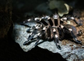 Проснулись на три месяца раньше: в Днепропетровской области заметили первых тарантулов