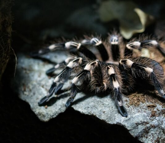 Проснулись на три месяца раньше: в Днепропетровской области заметили первых тарантулов