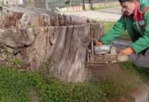 Зеленая перезагрузка Одессы: тысячи новых деревьев и массовое удаление аварийных, — ФОТО