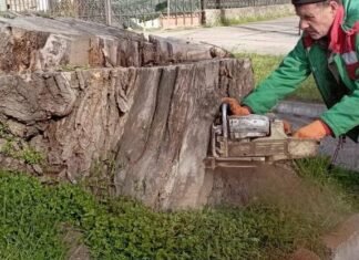 Зеленая перезагрузка Одессы: тысячи новых деревьев и массовое удаление аварийных, — ФОТО