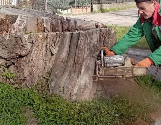 Зеленая перезагрузка Одессы: тысячи новых деревьев и массовое удаление аварийных, — ФОТО