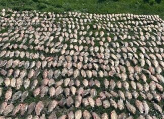 «Улов на миллион»: В Одесской области разоблачили масштабное браконьерство, — ФОТО