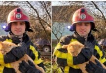 В Одесской области спасли котика из глубокого колодца