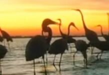 В Одесской области появились первые фламинго: ожидают тысячные стаи