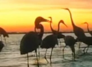В Одесской области появились первые фламинго: ожидают тысячные стаи