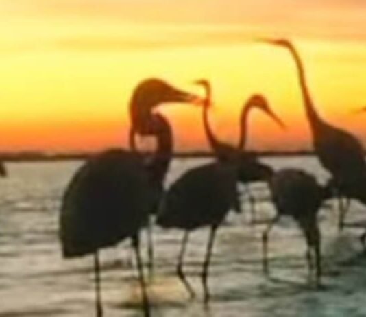 В Одесской области появились первые фламинго: ожидают тысячные стаи