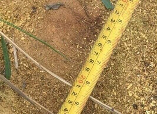 Сломал дерево — получил штраф: в Одесской области с мужа стянули 1650 грн