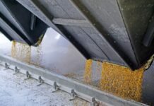 Тысячи тонн зерна «всплыли» в Иране и Египте: НАБУ выкрыло масштабную коррупционную схему