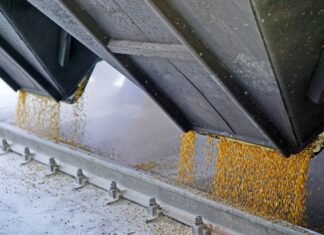 Тысячи тонн зерна «всплыли» в Иране и Египте: НАБУ выкрыло масштабную коррупционную схему