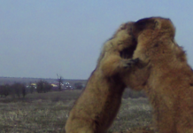 В Одесской области фотоловушки сняли неожиданное «бабачье беби-бум», — ФОТО
