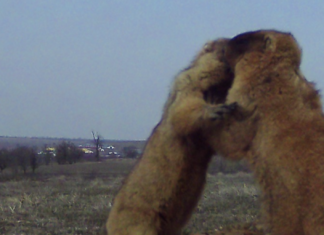 В Одесской области фотоловушки сняли неожиданное «бабачье беби-бум», — ФОТО