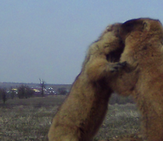 В Одесской области фотоловушки сняли неожиданное «бабачье беби-бум», — ФОТО