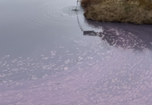 Экоудар по Одесскому региону: кто ответит за 12 миллионов убытков, — ВИДЕО