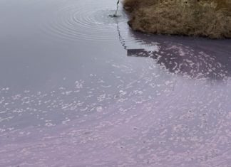 Экоудар по Одесскому региону: кто ответит за 12 миллионов убытков, — ВИДЕО