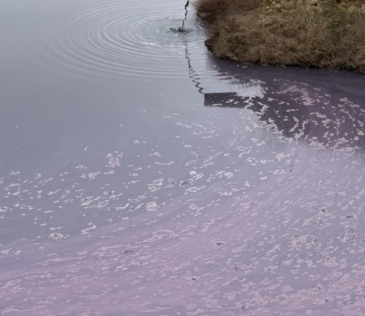 Экоудар по Одесскому региону: кто ответит за 12 миллионов убытков, — ВИДЕО