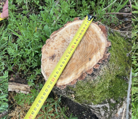 В Одессе уничтожили шесть деревьев акации