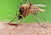 Убивающие комары: что нужно знать жителям Одессы и области о малярии, — ФОТО