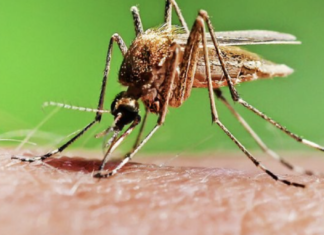 Убивающие комары: что нужно знать жителям Одессы и области о малярии, — ФОТО