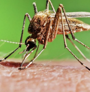 Убивающие комары: что нужно знать жителям Одессы и области о малярии, — ФОТО