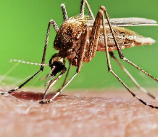 Убивающие комары: что нужно знать жителям Одессы и области о малярии, — ФОТО