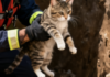 В Одесском районе провели спецоперацию по спасению кота, — ВИДЕО