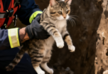 В Одесском районе провели спецоперацию по спасению кота, — ВИДЕО