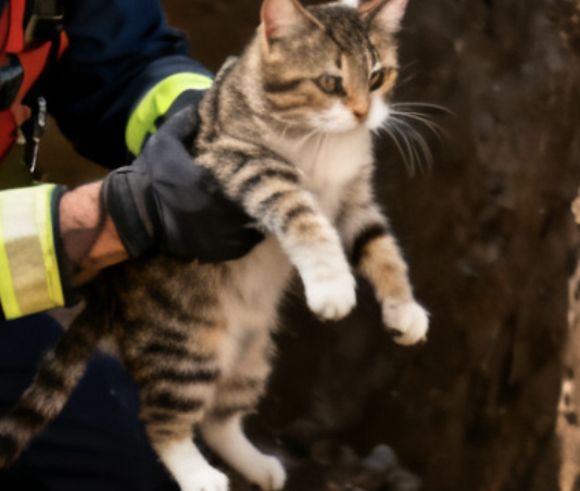 В Одесском районе провели спецоперацию по спасению кота, — ВИДЕО