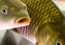 Нерест-2026 в Одесской области: 16 нарушений и 275 тыс. грн убытков рыбным запасам