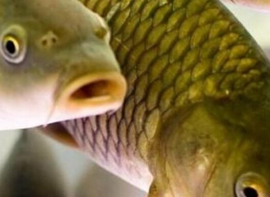 Нерест-2026 в Одесской области: 16 нарушений и 275 тыс. грн убытков рыбным запасам