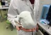 В Чехии разработали и тестируют технологию 3D-печати биокостей
