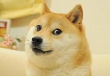 Ученые придумали серию простых тестов IQ для собак: как проверить интеллект любимца (фото)