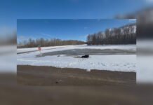 Молодой лось не мог выбраться из ледяной ловушки: помощь пришла неожиданно (фото, видео)