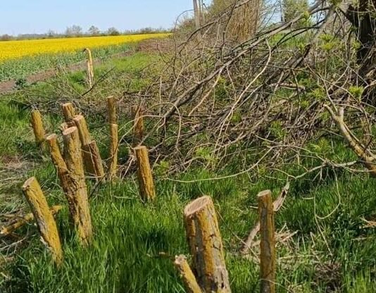 Неизвестные вырубили лесополосу у трассы в Одесской области на сотни тысяч гривен, — ФОТО