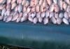 Наловил на сотни тысяч: в Одесской области разоблачили браконьера на лимане
