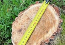 В Одессе незаконно вырубили деревья: нарушителей оштрафовали