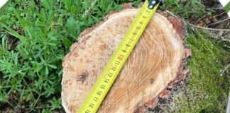 В Одессе незаконно вырубили деревья: нарушителей оштрафовали