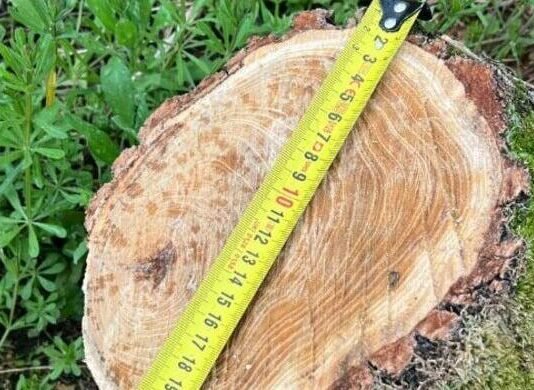 В Одессе незаконно вырубили деревья: нарушителей оштрафовали