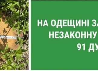 Массовая вырубка дубов в Одесской области: государству нанесли миллионный ущерб