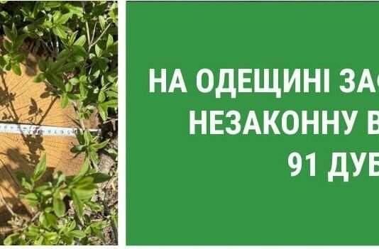 Массовая вырубка дубов в Одесской области: государству нанесли миллионный ущерб