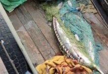 В Одесской области обнаружили браконьеров с редкой рыбой: подробности