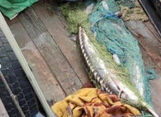 В Одесской области обнаружили браконьеров с редкой рыбой: подробности